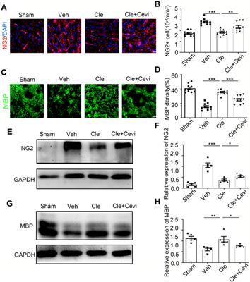 Clemastine Promotes Differentiation of Oligodendrocyte Progenitor Cells Through the Activation of ERK1/2 via Muscarinic Receptors After Spinal Cord Injury